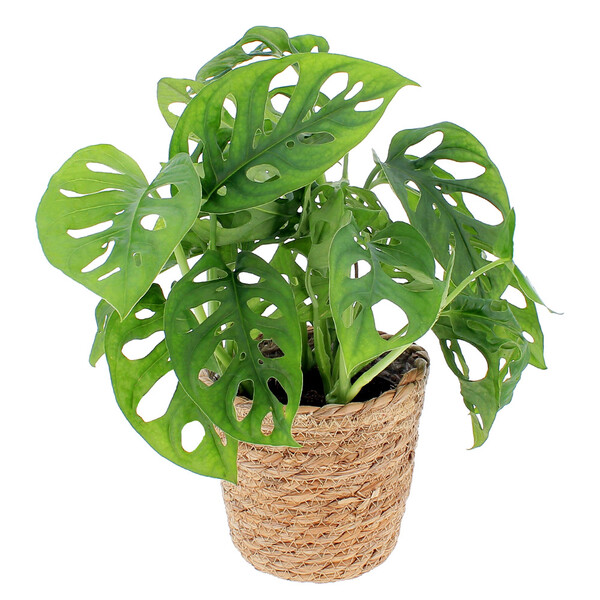 Monstera Obliqua au feuillage ajouré exotique dans son pot FLORAJET disponible sur le comparateur bloomyrama