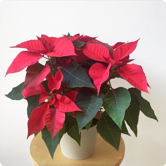 Plante poinsettia rouge en pot pour decor de Noel disponible sur le comparateur bloomyrama