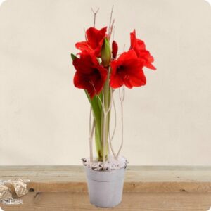 Amaryllis rouge en pot zinc avec branchages et neige décorative 123fleurs disponible sur le comparateur bloomyrama