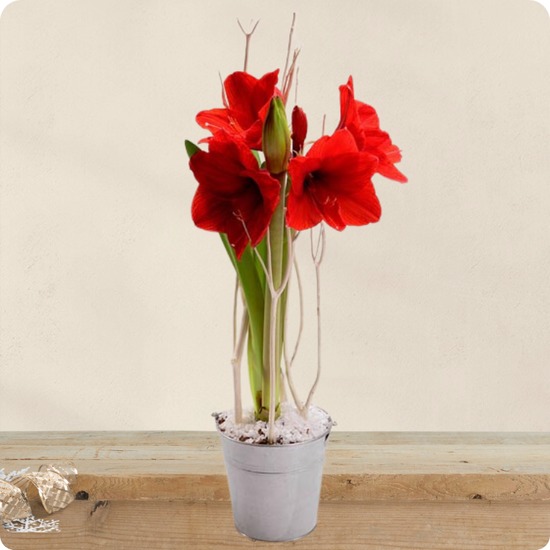 Amaryllis rouge en pot zinc avec branchages et neige décorative 123fleurs disponible sur le comparateur bloomyrama
