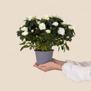 Azalée blanche interieur aux fleurs immaculees Interflora disponible sur le comparateur bloomyrama