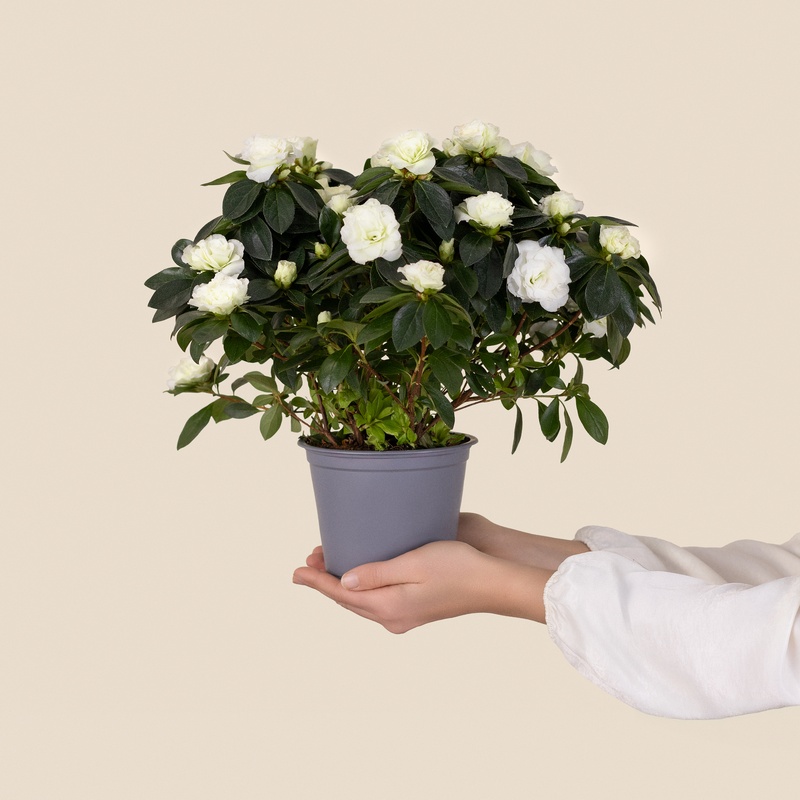 Azalée blanche interieur aux fleurs immaculees Interflora disponible sur le comparateur bloomyrama