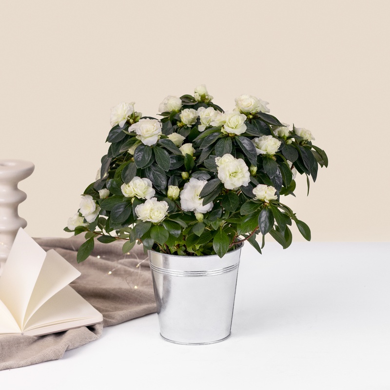 Azalée blanc en cache pot zinc au fleurs blanches interieur Interflora disponible sur le comparateur bloomyrama