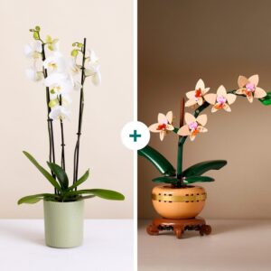 Duo orchidée fraîche et LEGO, cadeau original et créatif, livraison par Interflora sur le comparateur de fleurs bloomyrama