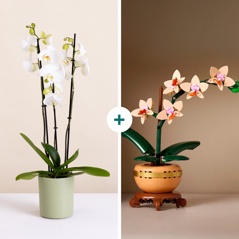 Duo orchidée fraîche et LEGO, cadeau original et créatif, livraison par Interflora sur le comparateur de fleurs bloomyrama