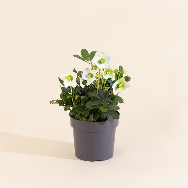 L’hellebore blanche sans cache-pot, plante d’hiver élégante et résistante, livraison par Interflora sur le comparateur de fleurs bloomyrama
