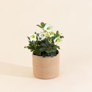 L’hellebore blanche en cache-pot, plante d’hiver résistante et élégante, livraison par Interflora, vue sur le comparateur de fleurs bloomyrama