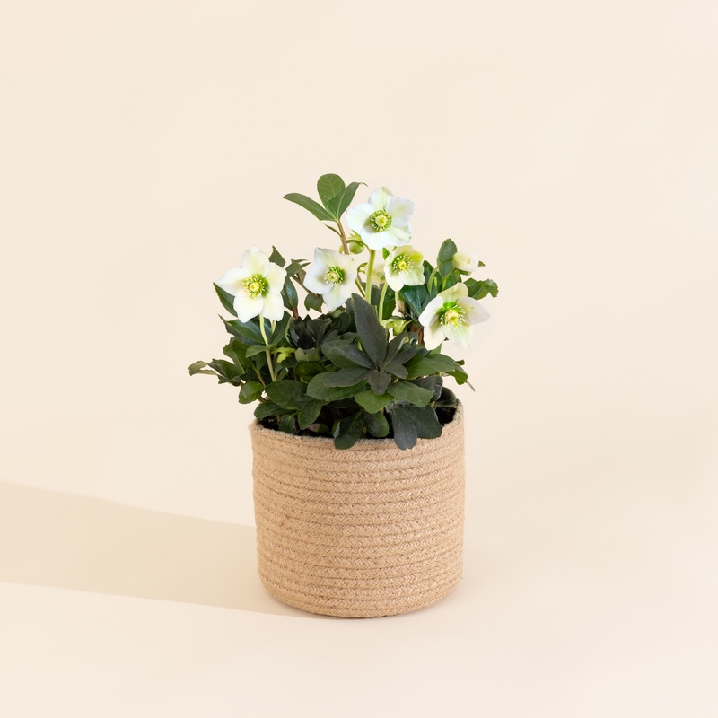 L’hellebore blanche en cache-pot, plante d’hiver résistante et élégante, livraison par Interflora, vue sur le comparateur de fleurs bloomyrama