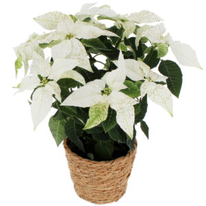 Plante fleurie poinsettia blanc élégante pour décoration de Noël florajet disponible sur le comparateur bloomyrama