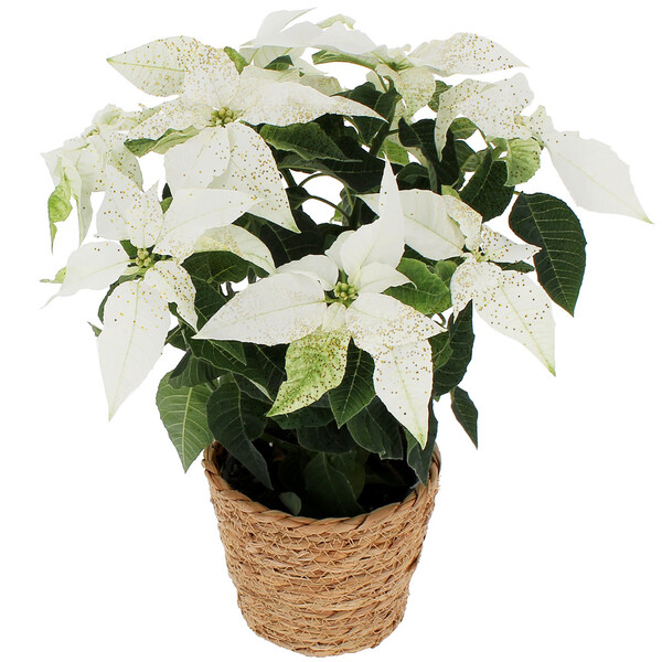 Plante fleurie poinsettia blanc élégante pour décoration de Noël florajet disponible sur le comparateur bloomyrama
