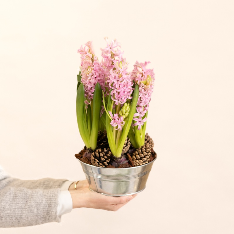 Coupe de jacinthes roses avec pommes de pin plante fleurie de saison disponible sur le comparateur bloomyrama