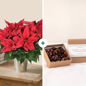 Poinsettia rouge avec ballotin amandes chocolat plante de Noel Interflora disponible sur le comparateur bloomyrama