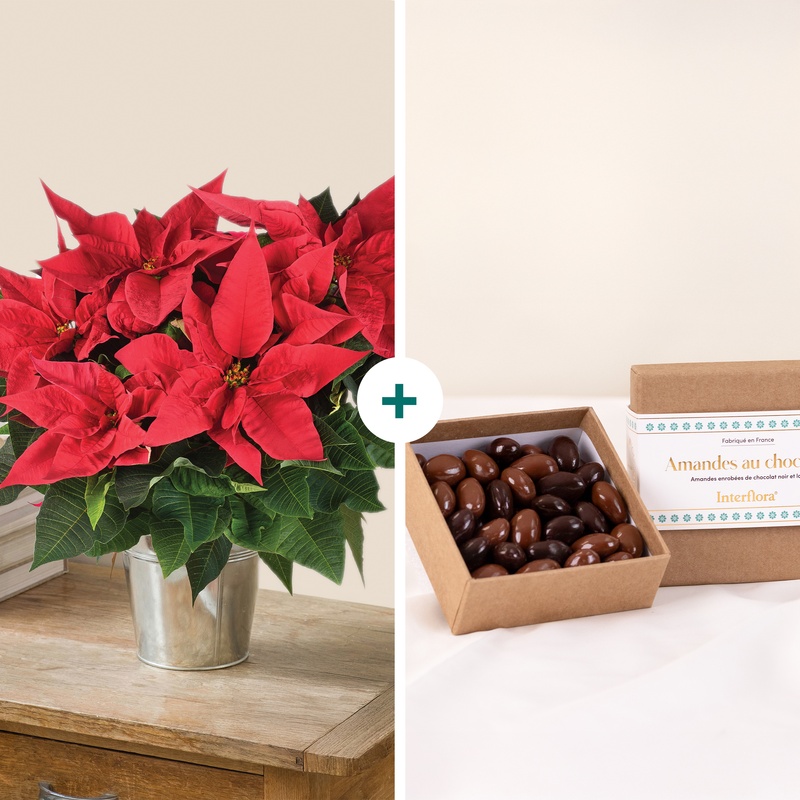 Poinsettia rouge avec ballotin amandes chocolat plante de Noel Interflora disponible sur le comparateur bloomyrama