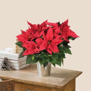 Poinsettia rouge plante etoile de Noel avec ou sans cache pot Interflora disponible sur le comparateur bloomyrama