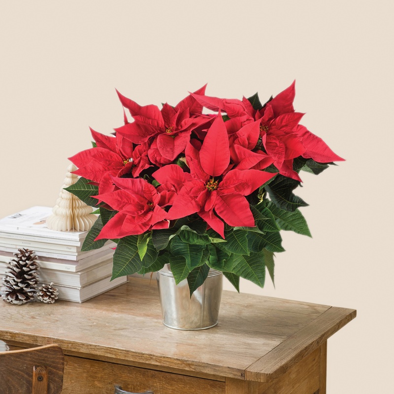 Poinsettia rouge plante etoile de Noel avec ou sans cache pot Interflora disponible sur le comparateur bloomyrama
