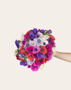 Bottes 30 anémones colorées Monsieur Marguerite comparateur bloomyrama