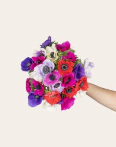 Bottes surprise d anémones françaises de saison aux couleurs aléatoires Monsieur Marguerite disponibles sur le comparateur bloomyrama