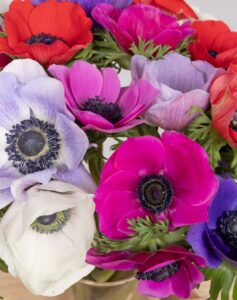 Bottes 30 anémones colorées Monsieur Marguerite comparateur de fleurs bloomyrama