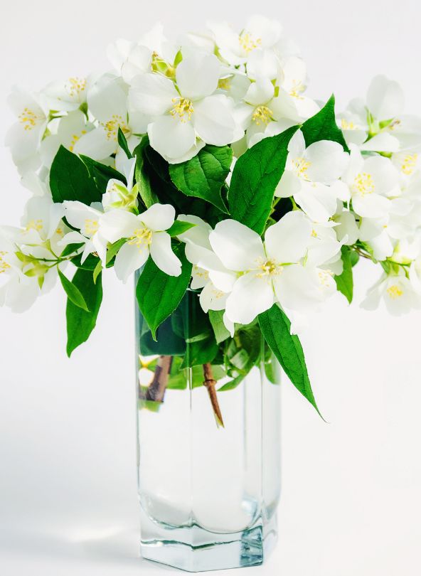 bouquet de jasmin odeur comparateur de fleurs bloomyrama