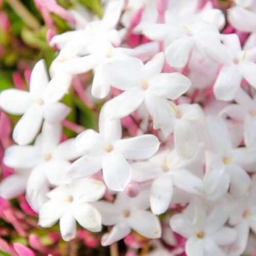 Offrir du jasmin, c’est offrir un parfum