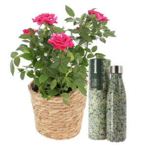 Rosier bicolore en pot accompagné d une bouteille isotherme Jasmine Florajet disponible sur le comparateur bloomyrama