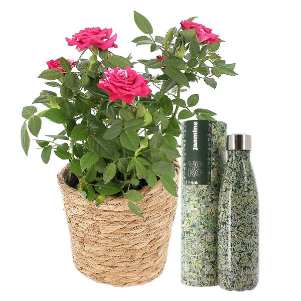 Rosier bicolore en pot accompagné d une bouteille isotherme Jasmine Florajet disponible sur le comparateur bloomyrama