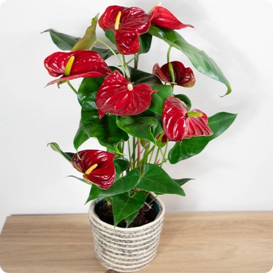 Plante Anthurium rouge feuillage vert élégante et exotique 123fleurs disponible sur bloomyrama