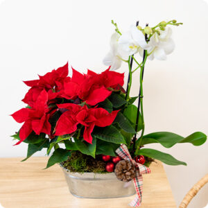 Composition Noël Prestigieux poinsettia orchidée décorations naturelles rouge blanc 123fleurs disponible sur bloomyrama