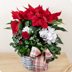 Composition Magie de Décembre poinsettia fleurs de saison tons rouge blanc vert 123fleurs disponible sur bloomyrama