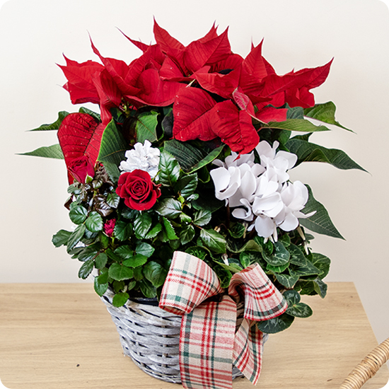 Composition Magie de Décembre poinsettia fleurs de saison tons rouge blanc vert 123fleurs disponible sur bloomyrama