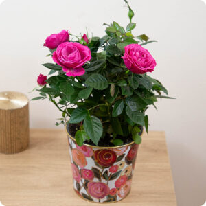 Rosier en pot couleurs variées dans cache pot décoratif 123fleurs disponible sur le comparateur bloomyrama