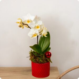 Composition orchidée blanche pot rouge et mousse vegetale en decor de Noel 123fleurs disponible sur le comparateur bloomyrama