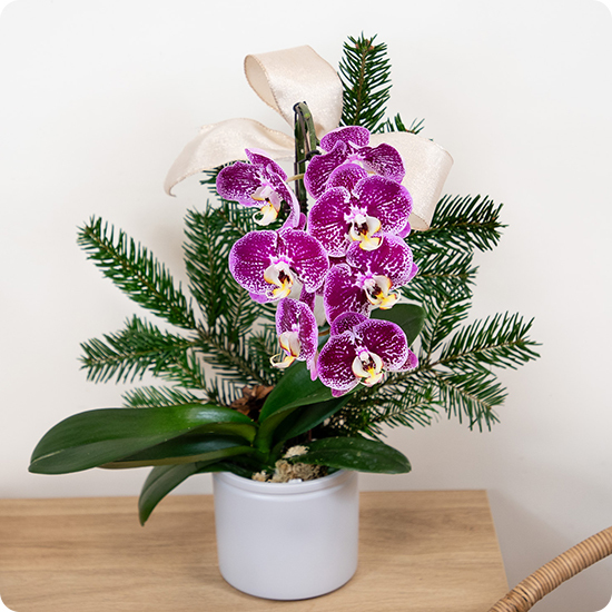 Composition orchidée violette et sapin naturel en hauteur contenant blanc 123fleurs disponible sur le comparateur bloomyrama