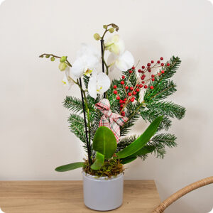 Composition hivernale orchidée blanche sapin et baies rouges dans contenant élégant 123fleurs disponible sur le comparateur bloomyrama