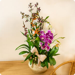 Composition d orchidées blanches violettes et orange en hauteur dans contenant naturel 123fleurs disponible sur le comparateur bloomyrama