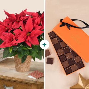 Poinsettia rouge en cache pot naturel avec boîte de chocolats assortis cadeau de Noël Interflora disponible sur le comparateur bloomyrama