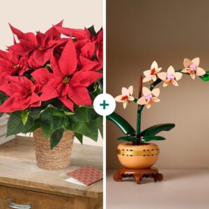 Duo poinsettia rouge en cache pot avec orchidée LEGO à construire décoration créative Noël Interflora disponible sur le comparateur bloomyrama