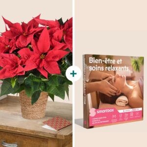 poinsettia et coffret bien être interflora comparateur de fleurs bloomyrama