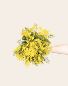 botte de mimosa saison livraison Monsieur marguerite comparaison de fleurs bloomyrama