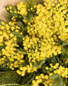 Mimosa fleurs de saison livraison Monsieur marguerite comparateur de fleurs bloomyrama