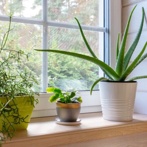 Les différentes plantes succulentes : lesquelles choisir pour une déco tendance et naturelle ?