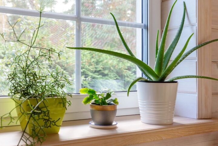 Les différentes plantes succulentes : lesquelles choisir pour une déco tendance et naturelle ?