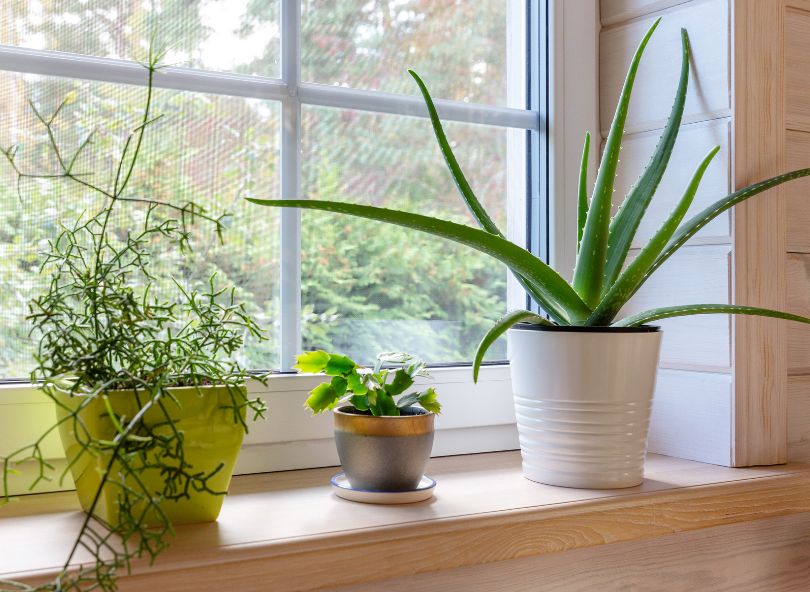 succulentes décoration intérieure comparateur de plantes bloomyrama