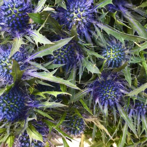 Les chardons en bouquet : la fleur sauvage ultra Tendance