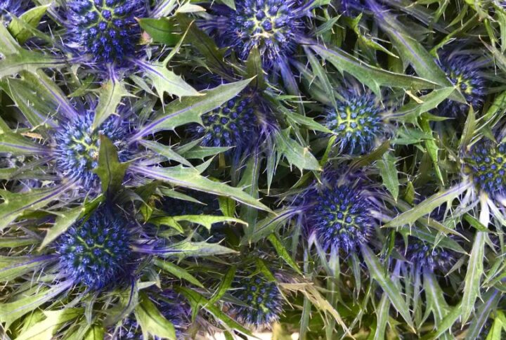 Les chardons en bouquet : la fleur sauvage ultra Tendance