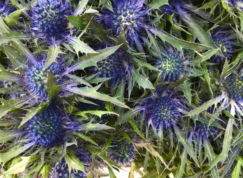 bouquet de chardons bleus comparateur de fleurs bloomyrama