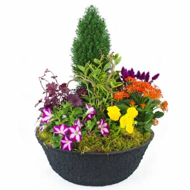 coupe plantes deuil agitateur floral comparateur de fleurs bloomyrama