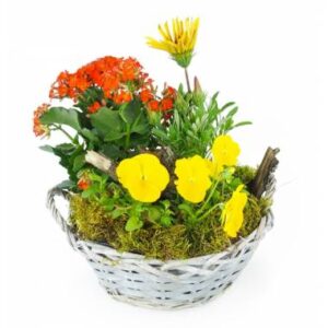 Coupe de plantes jaunes et orange avec kalanchoé et primevère Agitateur Floral disponible sur bloomyrama