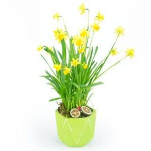 Jonquilles en pot vert avec mousse citron séché L'Agitateur floral disponible sur bloomyrama