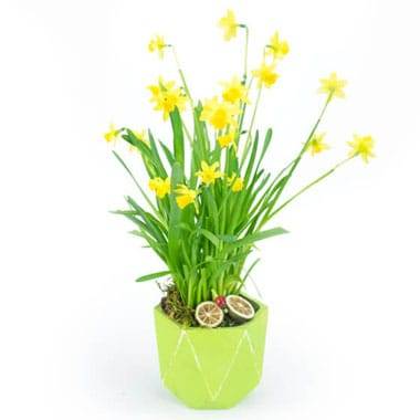 Jonquilles en pot vert avec mousse citron séché L'Agitateur floral disponible sur bloomyrama